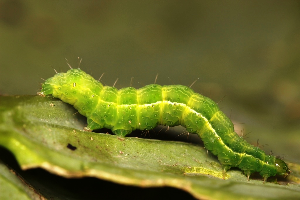 Autographa gamma (LINNAEUS, 1758) -Larva